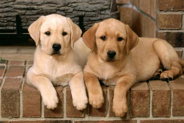 如何区分狗狗呕吐和咳嗽,可以听声音或看症状