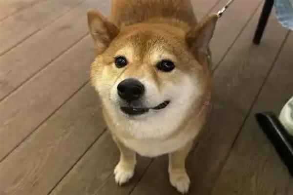 如何区分狗狗呕吐和咳嗽,可以听声音或看症状