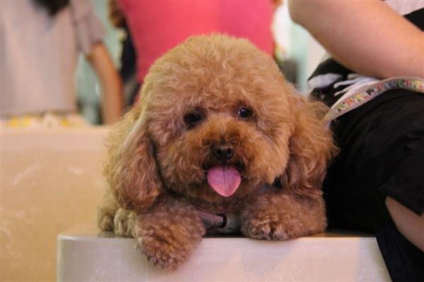 如何区分狗狗呕吐和咳嗽,可以听声音或看症状