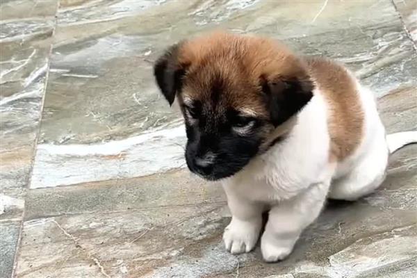 如何区分狗狗呕吐和咳嗽,可以听声音或看症状