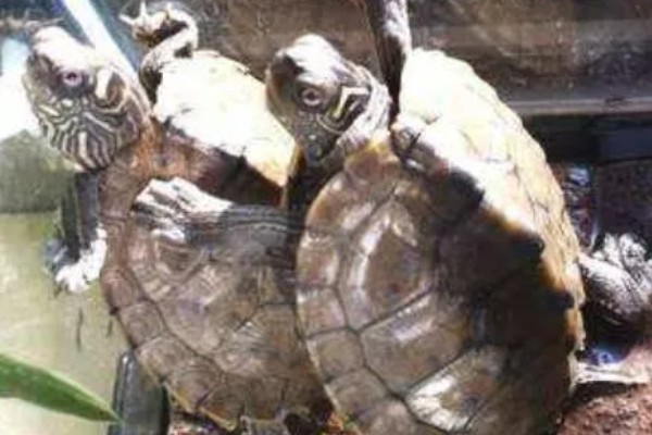 蒙面地图龟好不好养，饲养比较简单