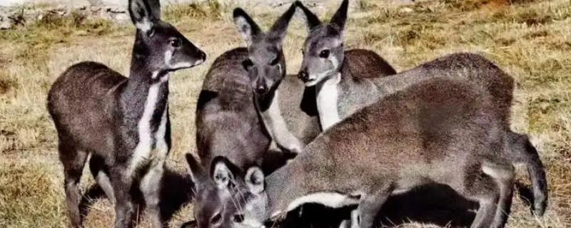 怎么人工养殖麝，每天至少投喂3次