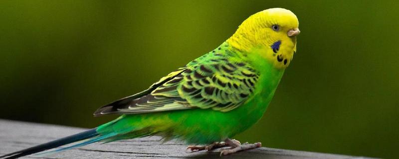 虎皮鹦鹉怕不怕冷，虎皮鹦鹉比较怕冷