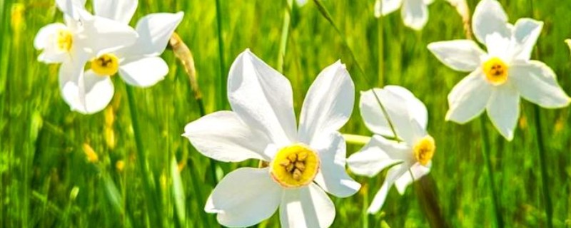 夏季的水仙花有毒吗，夏季水仙花有毒