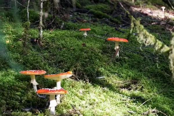 野生菌中毒多久出现症状,根据摄入的量决定