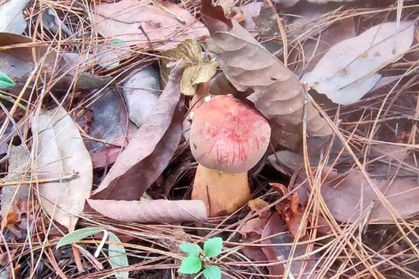 野生菌中毒多久出现症状,根据摄入的量决定