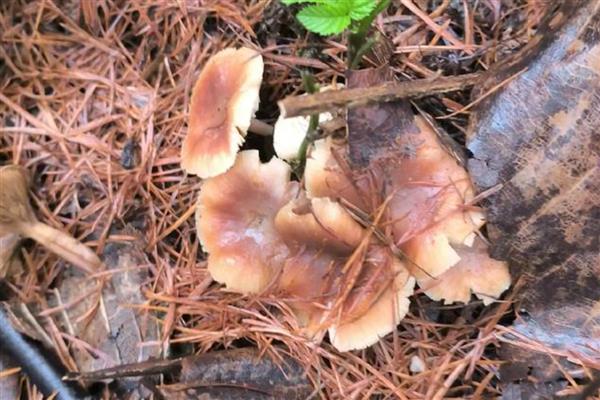 野生菌中毒多久出现症状,根据摄入的量决定