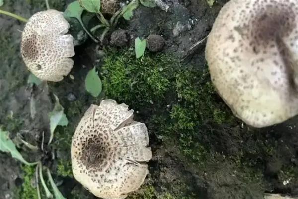 野生菌中毒多久出现症状,根据摄入的量决定