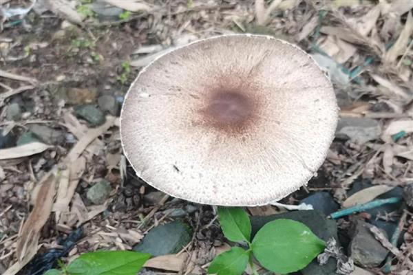 野生菌中毒多久出现症状,根据摄入的量决定