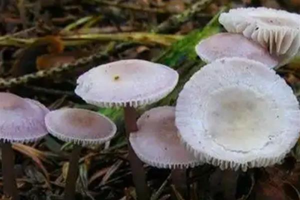 野生菌中毒多久出现症状,根据摄入的量决定