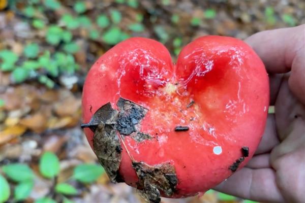 野生菌中毒多久出现症状,根据摄入的量决定