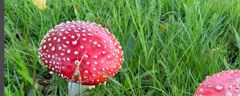 野生菌中毒多久出现症状，根据摄入的量决定