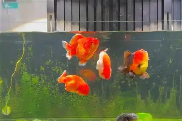 金鱼缸配什么清洁鱼，可选择体型比较小的青苔鼠