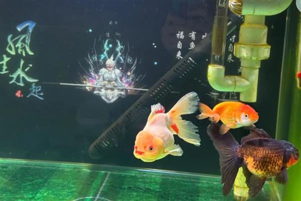 金鱼缸配什么清洁鱼，可选择体型比较小的青苔鼠