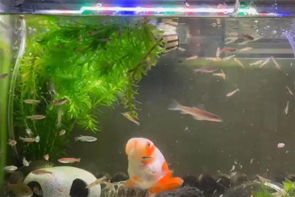 金鱼缸配什么清洁鱼，可选择体型比较小的青苔鼠