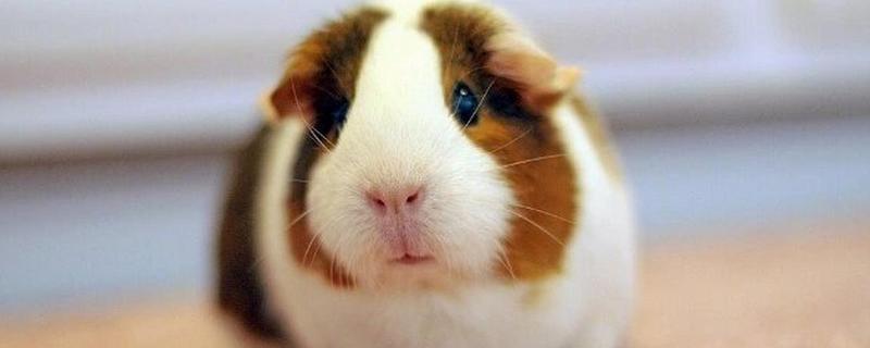 荷兰猪不吃东西的原因，可能是牙齿过长所致