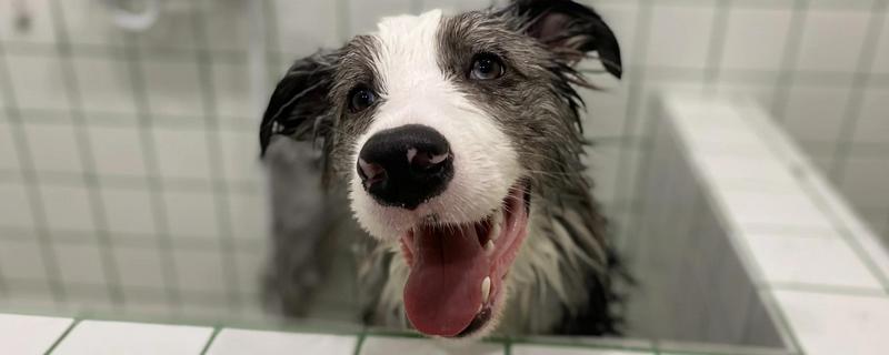 狗皮肤病能不能洗澡，可以洗但需要减少频率