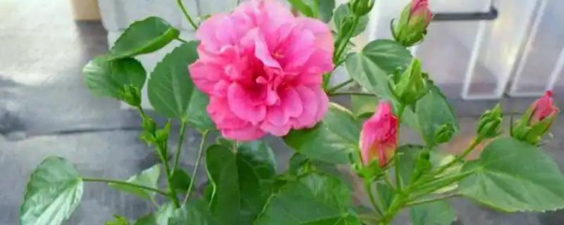 芙蓉花的剪枝方法，建议在花期结束及萌芽期进行