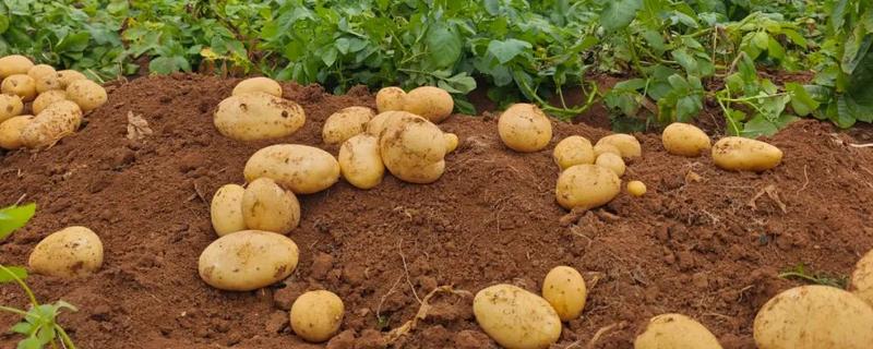土豆如何种植，播种前一定要进行晒种
