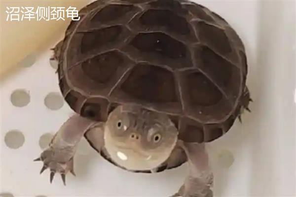 沼泽侧颈龟和西非侧颈龟的区别，体型和腹甲的颜色均不同