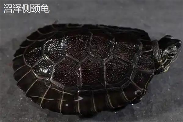 沼泽侧颈龟和西非侧颈龟的区别，体型和腹甲的颜色均不同