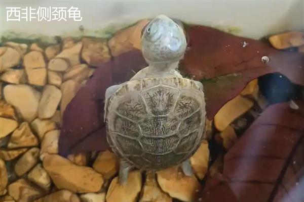 沼泽侧颈龟和西非侧颈龟的区别，体型和腹甲的颜色均不同