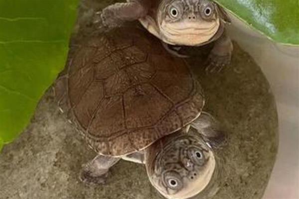 沼泽侧颈龟和西非侧颈龟的区别，体型和腹甲的颜色均不同