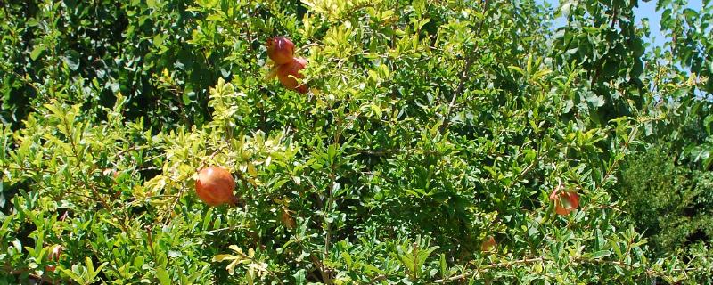 石榴树什么时间施肥，3月中下旬追施萌芽肥