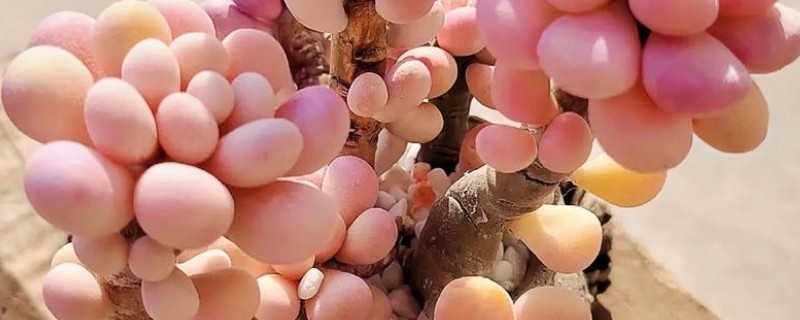 桃蛋变绿的原因，可能是缺乏光照所致