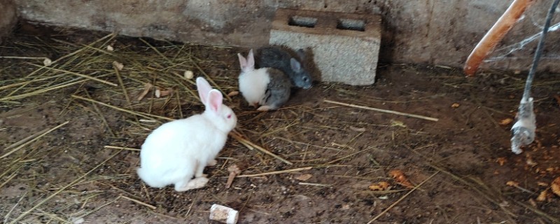 家兔和野兔能杂交吗，通常是不可杂交的