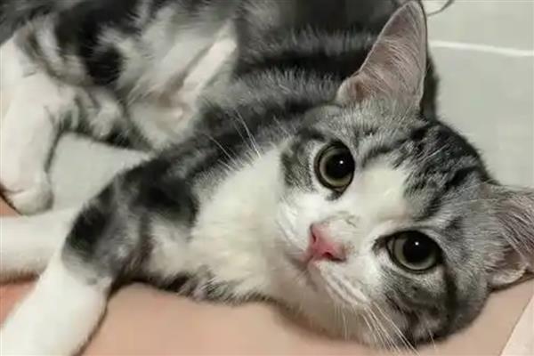 猫咪咽炎的症状，会伴随体温升高