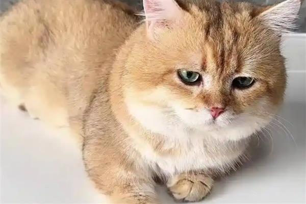 猫咪咽炎的症状，会伴随体温升高