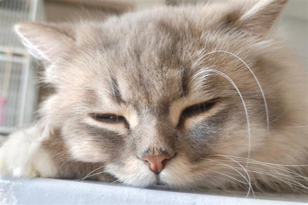 猫咪咽炎的症状，会伴随体温升高