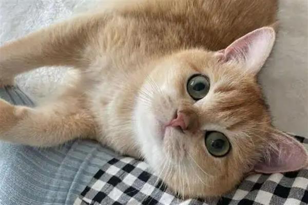 猫咪咽炎的症状，会伴随体温升高