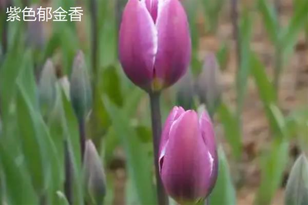 郁金香的象征,代表着雅致和优美