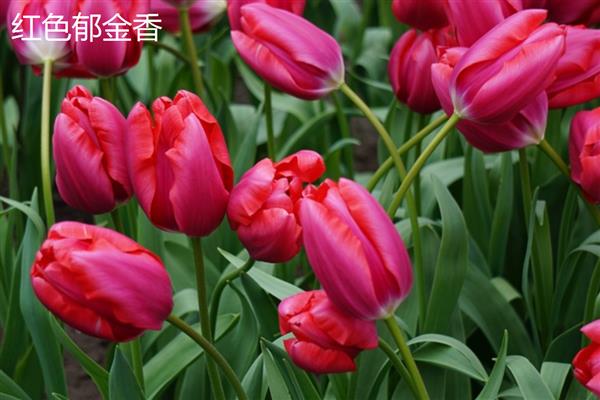 郁金香的象征,代表着雅致和优美