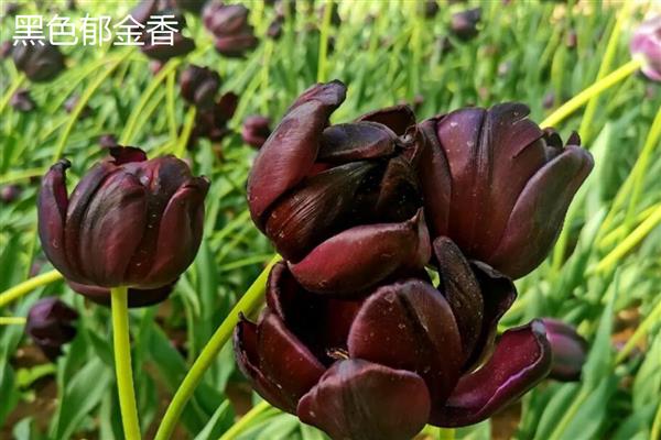 郁金香的象征,代表着雅致和优美