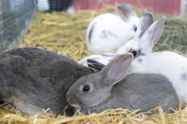 家兔和野兔能杂交吗，通常是不可杂交的