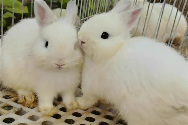 家兔和野兔能杂交吗，通常是不可杂交的