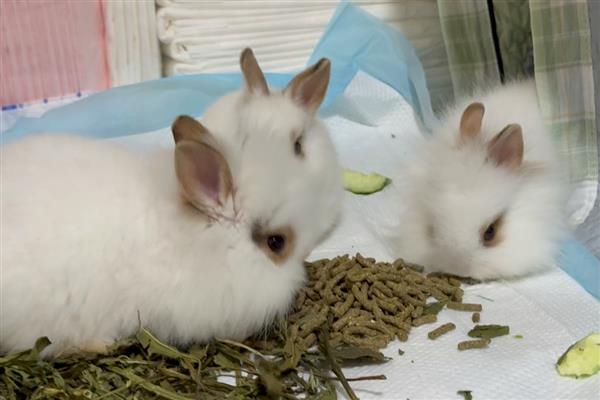 家兔和野兔能杂交吗，通常是不可杂交的