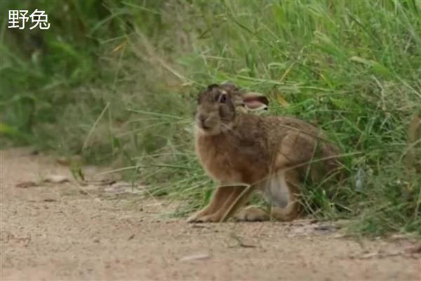 家兔和野兔能杂交吗，通常是不可杂交的