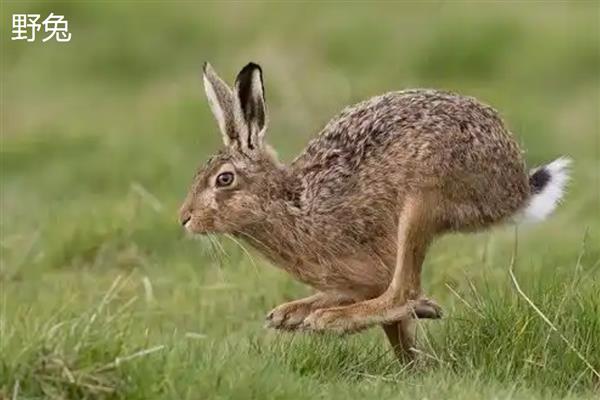 家兔和野兔能杂交吗，通常是不可杂交的
