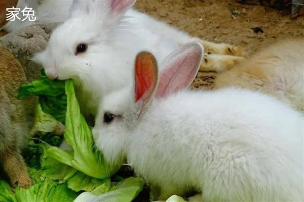家兔和野兔能杂交吗，通常是不可杂交的