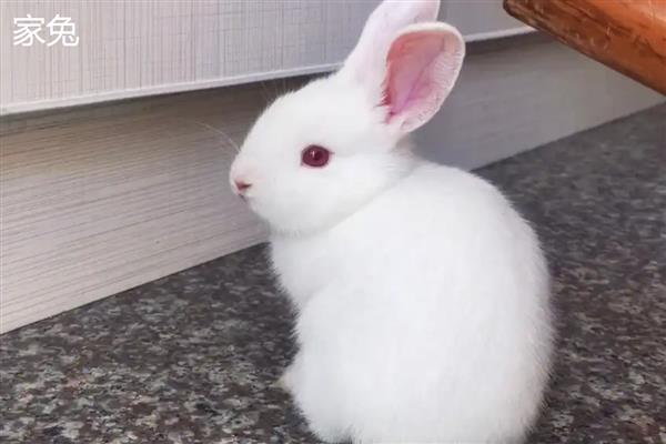 家兔和野兔能杂交吗，通常是不可杂交的