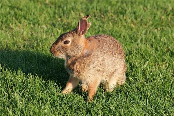 家兔和野兔能杂交吗，通常是不可杂交的
