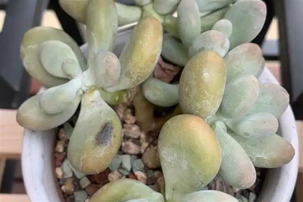 桃蛋变绿的原因，可能是缺乏光照所致