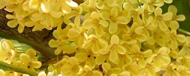 金桂和丹桂的区别，花色和叶形均不同