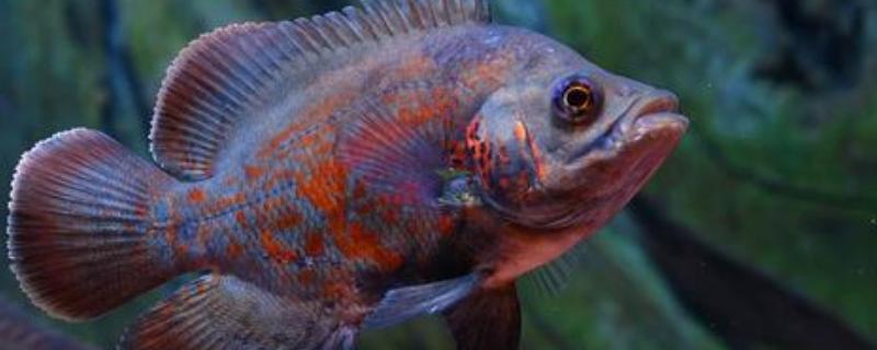 地图鱼喂什么食物长得快,可以喂牛心、泥鳅等