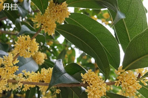 金桂和丹桂的区别，花色和叶形均不同