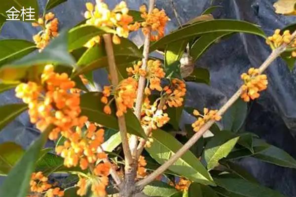金桂和丹桂的区别，花色和叶形均不同